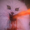 NineGag profile picture for @integrity