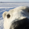 NineGag profile picture for @righteous