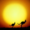 NineGag profile picture for @australia