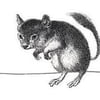 NineGag profile picture for @bats
