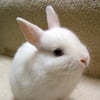 NineGag profile picture for @bugs