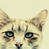 NineGag profile picture for @calcium