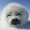 NineGag profile picture for @munchkins