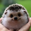 NineGag profile picture for @tango