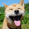 NineGag profile picture for @sensational