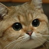 NineGag profile picture for @intoxicated