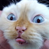 NineGag profile picture for @ben