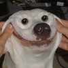 NineGag profile picture for @corny