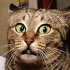 NineGag profile picture for @diggs
