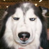 NineGag profile picture for @standstill