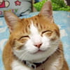 NineGag profile picture for @sweden