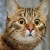 NineGag profile picture for @combo