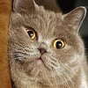 NineGag profile picture for @scrolls