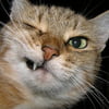 NineGag profile picture for @mail