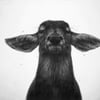 NineGag profile picture for @distillery