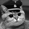 NineGag profile picture for @division