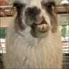 NineGag profile picture for @highly