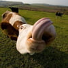 NineGag profile picture for @lao