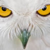 NineGag profile picture for @lincoln