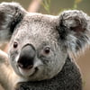 NineGag profile picture for @marijana