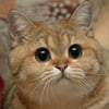 NineGag profile picture for @milos