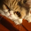 NineGag profile picture for @mitchell