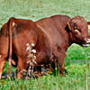 NineGag profile picture for @pentax
