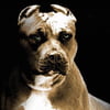 NineGag profile picture for @pitbull