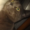 NineGag profile picture for @rides