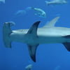 NineGag profile picture for @sharks