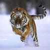 NineGag profile picture for @siberian