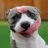 NineGag profile picture for @staffordshire