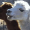 NineGag profile picture for @stimulation
