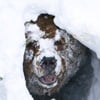 NineGag profile picture for @bearable