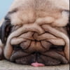 NineGag profile picture for @vcr