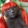 NineGag profile picture for @petticoat