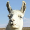 NineGag profile picture for @immigrants