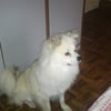 NineGag profile picture for @wooman