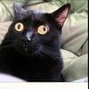 NineGag profile picture for @citrix