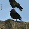 NineGag profile picture for @zooming