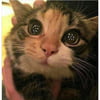 NineGag profile picture for @taste
