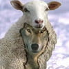 NineGag profile picture for @sheepskin