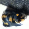 NineGag profile picture for @foxy31
