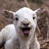 NineGag profile picture for @navigation