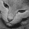 NineGag profile picture for @vapid