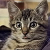 NineGag profile picture for @entertainer