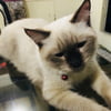 NineGag profile picture for @clips
