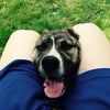 NineGag profile picture for @symbian