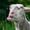 NineGag profile picture for @dsl