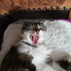 NineGag profile picture for @wimps